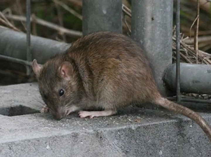 Imagen de Leptospirosis en Santa Fe: el departamento Rosario se encuentra en el punto más alto del mapa de casos