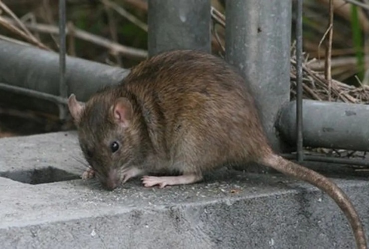 Imagen de Leptospirosis en Santa Fe: el departamento Rosario se encuentra en el punto más alto del mapa de casos