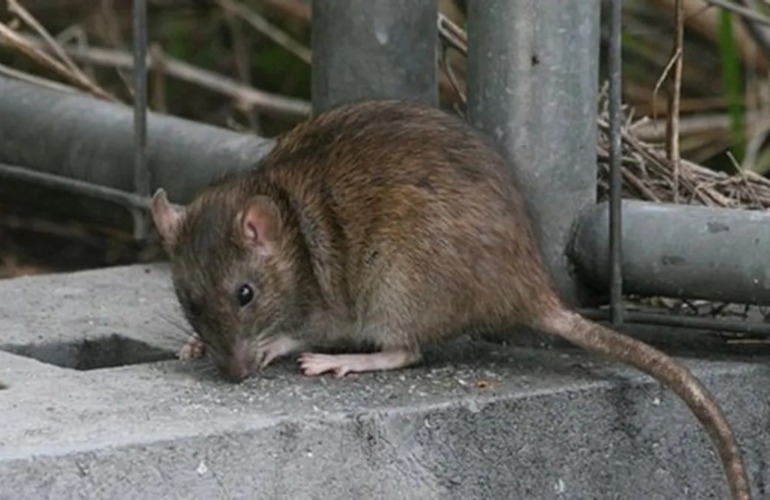 Imagen de Leptospirosis en Santa Fe: el departamento Rosario se encuentra en el punto más alto del mapa de casos