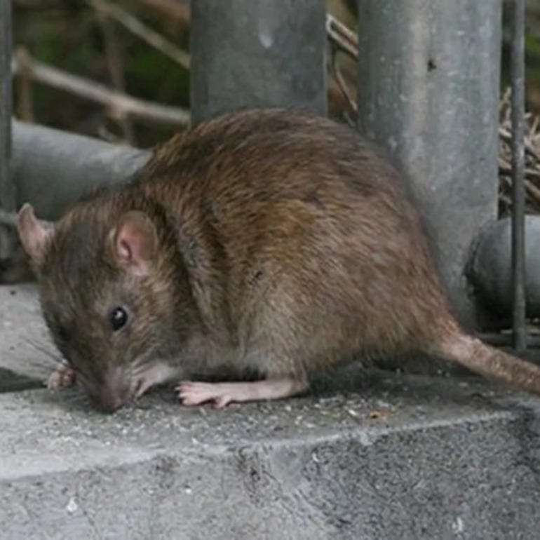 Imagen de Leptospirosis en Santa Fe: el departamento Rosario se encuentra en el punto más alto del mapa de casos