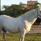 Imagen de Buscan a un caballo desaparecido en Arroyo Seco: piden colaboración a la comunidad