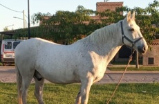 Imagen de Buscan a un caballo desaparecido en Arroyo Seco: piden colaboración a la comunidad