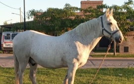 Imagen de Buscan a un caballo desaparecido en Arroyo Seco: piden colaboraci&oacute;n a la comunidad