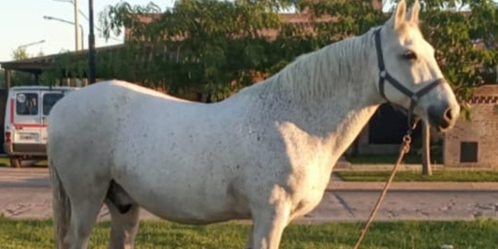 Imagen de Buscan a un caballo desaparecido en Arroyo Seco: piden colaboración a la comunidad