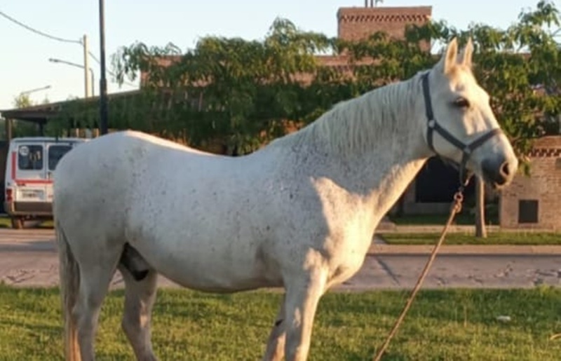 Imagen de Buscan a un caballo desaparecido en Arroyo Seco: piden colaboración a la comunidad