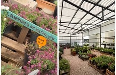 Imagen de Vivero Comunal Manos Verdes: un espacio que crece junto a la comunidad de Pavón