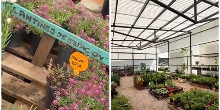 Imagen de Vivero Comunal Manos Verdes: un espacio que crece junto a la comunidad de Pavón