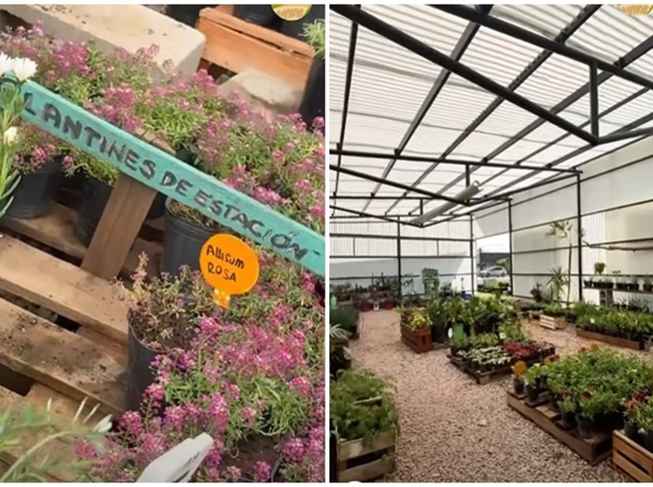 Imagen de Vivero Comunal Manos Verdes: un espacio que crece junto a la comunidad de Pavón