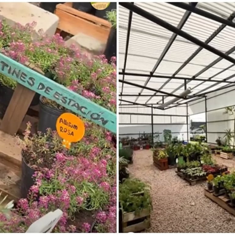 Imagen de Vivero Comunal Manos Verdes: un espacio que crece junto a la comunidad de Pavón