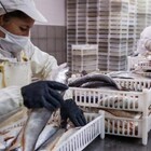 La limitación es solo para la exportación de pescados. (Revistapuerto) La limitación es solo para la exportación de pescados. (Revistapuerto)