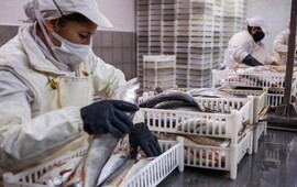 La limitaci&oacute;n es solo para la exportaci&oacute;n de pescados. (Revistapuerto)