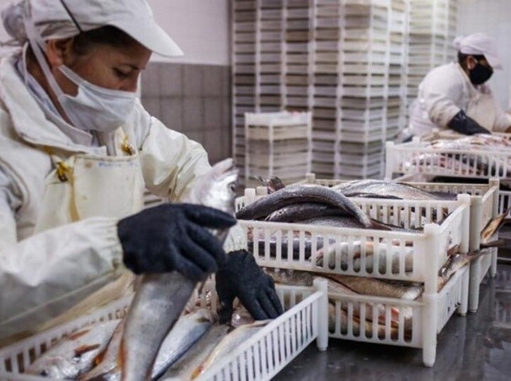 La limitación es solo para la exportación de pescados. (Revistapuerto) La limitación es solo para la exportación de pescados. (Revistapuerto)