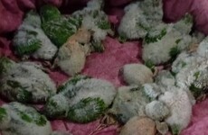 Imagen de Capturaban cotorras, las teñían con agua oxigenada y las vendían como aves exóticas en Funes