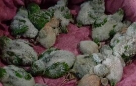 Imagen de Capturaban cotorras, las te&ntilde;&iacute;an con agua oxigenada y las vend&iacute;an como aves ex&oacute;ticas en Funes