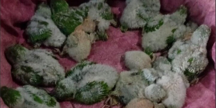 Imagen de Capturaban cotorras, las teñían con agua oxigenada y las vendían como aves exóticas en Funes