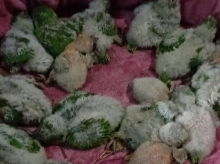 Imagen de Capturaban cotorras, las teñían con agua oxigenada y las vendían como aves exóticas en Funes Imagen de Capturaban cotorras, las teñían con agua oxigenada y las vendían como aves exóticas en Funes