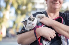 Imagen de Mañana habrá campaña de castraciones y vacunación antirrábica en barrio Güeme