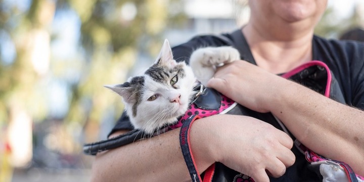 Imagen de Mañana habrá campaña de castraciones y vacunación antirrábica en barrio Güeme