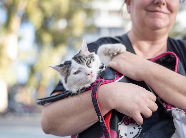 Imagen de Mañana habrá campaña de castraciones y vacunación antirrábica en barrio Güeme