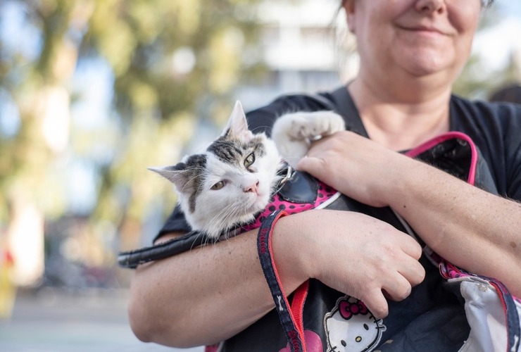 Imagen de Mañana habrá campaña de castraciones y vacunación antirrábica en barrio Güeme