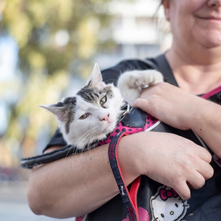Imagen de Mañana habrá campaña de castraciones y vacunación antirrábica en barrio Güeme