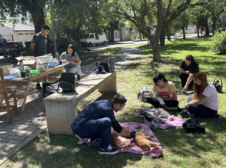 Imagen de Jornada de castración y vacunación en barrio Guemes