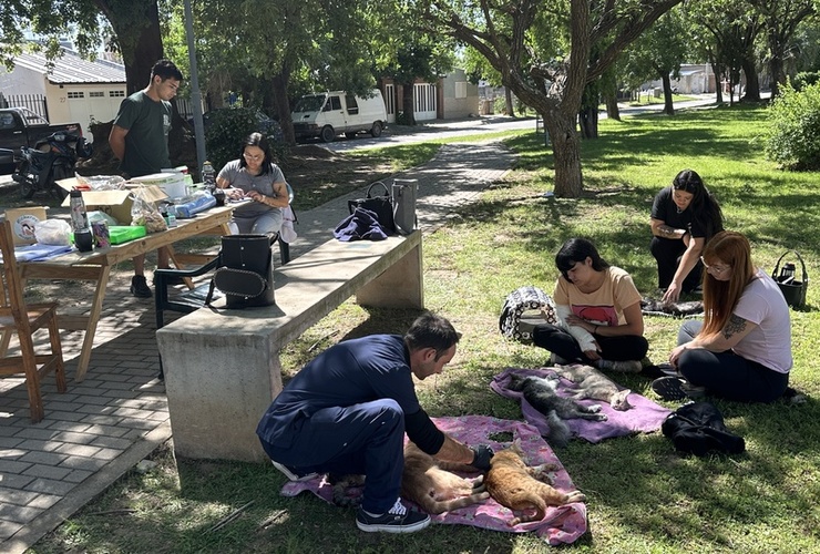 Imagen de Jornada de castración y vacunación en barrio Guemes