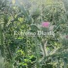 Imagen de Acceso norte: Reclaman el desmalezado de la senda peatonal a la altura del santuario del Gauchito Gil