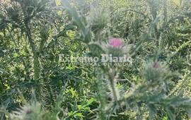 Imagen de Acceso norte: Reclaman el desmalezado de la senda peatonal a la altura del santuario del Gauchito Gil