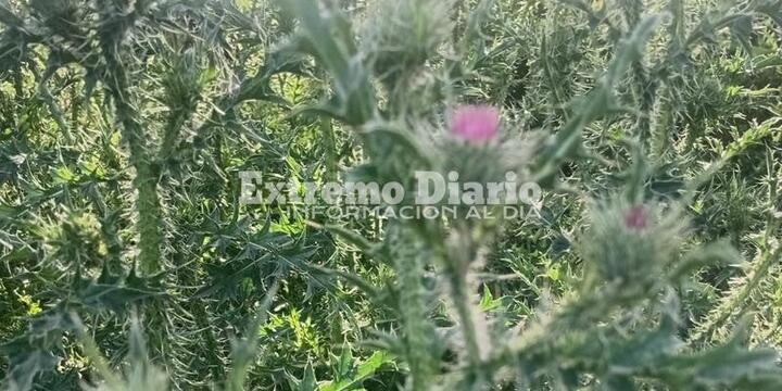 Imagen de Acceso norte: Reclaman el desmalezado de la senda peatonal a la altura del santuario del Gauchito Gil