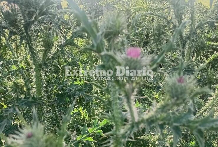 Imagen de Acceso norte: Reclaman el desmalezado de la senda peatonal a la altura del santuario del Gauchito Gil