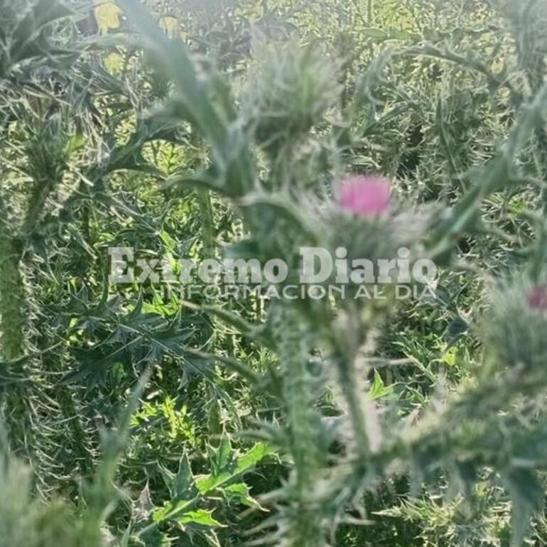 Imagen de Acceso norte: Reclaman el desmalezado de la senda peatonal a la altura del santuario del Gauchito Gil