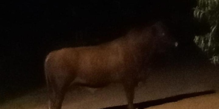 Imagen de Otra vez: Toro suelto en el Puerto local