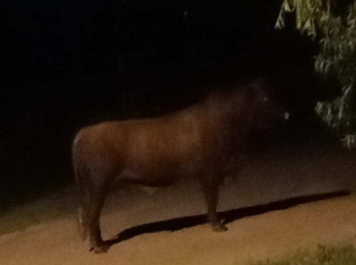 Imagen de Otra vez: Toro suelto en el Puerto local