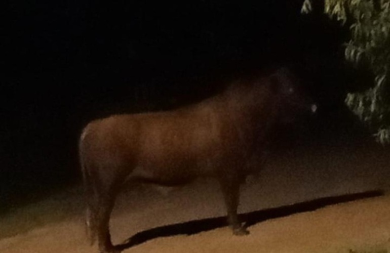 Imagen de Otra vez: Toro suelto en el Puerto local