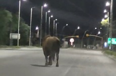 Imagen de Toro suelto volvió a generar alarma: esta madrugada fue visto caminando por Ruta 21
