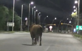 Imagen de Toro suelto volvi&oacute; a generar alarma: esta madrugada fue visto caminando por Ruta 21