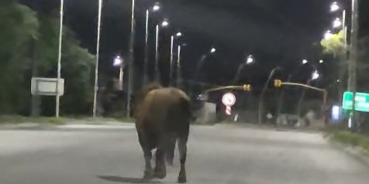 Imagen de Toro suelto volvió a generar alarma: esta madrugada fue visto caminando por Ruta 21
