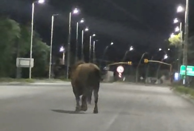 Imagen de Toro suelto volvió a generar alarma: esta madrugada fue visto caminando por Ruta 21