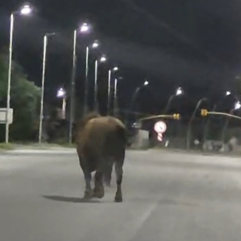 Imagen de Toro suelto volvió a generar alarma: esta madrugada fue visto caminando por Ruta 21