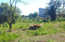 Imagen de Vecinos denuncian la presencia de un caballo muerto en un lote baldío y reclaman intervención municipal