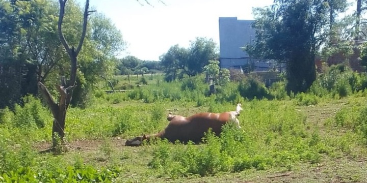Imagen de Vecinos denuncian la presencia de un caballo muerto en un lote baldío y reclaman intervención municipal
