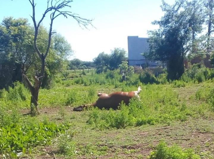 Imagen de Vecinos denuncian la presencia de un caballo muerto en un lote baldío y reclaman intervención municipal