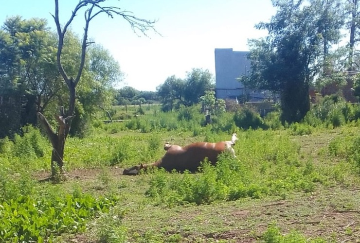 Imagen de Vecinos denuncian la presencia de un caballo muerto en un lote baldío y reclaman intervención municipal