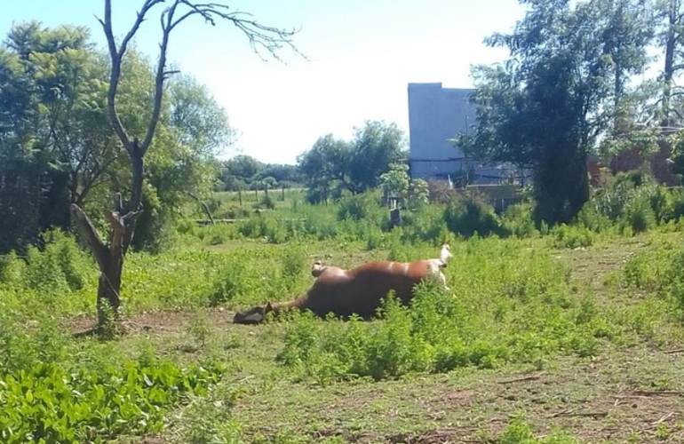 Imagen de Vecinos denuncian la presencia de un caballo muerto en un lote baldío y reclaman intervención municipal