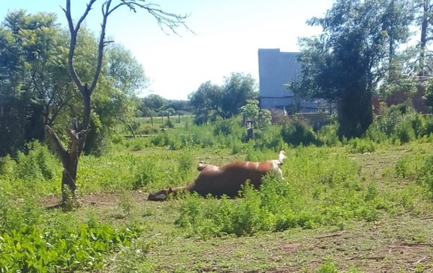 Imagen de Vecinos denuncian la presencia de un caballo muerto en un lote bald&iacute;o y reclaman intervenci&oacute;n municipal