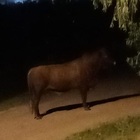 Imagen de El Concejo Municipal pidió informes por la presencia de animales sueltos y el caso del toro que recorre la ciudad