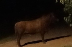 Imagen de El Concejo Municipal pidió informes por la presencia de animales sueltos y el caso del toro que recorre la ciudad