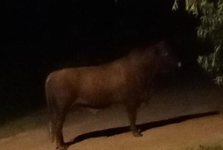 Imagen de El Concejo Municipal pidió informes por la presencia de animales sueltos y el caso del toro que recorre la ciudad