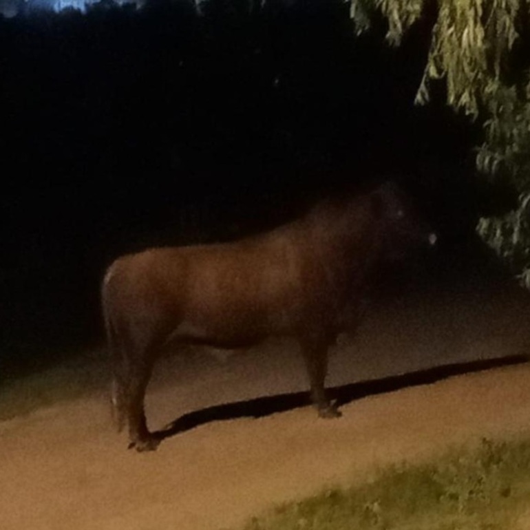 Imagen de El Concejo Municipal pidió informes por la presencia de animales sueltos y el caso del toro que recorre la ciudad
